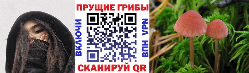 Галлюциногенные грибы Cubensis  kraken зеркало  Шенкурск 